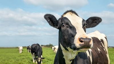 DairyNet - Module System Monitoring
