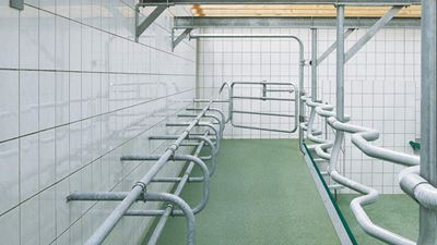 EuroClass 800 herringbone milking parlor: fast, stress-free entrance