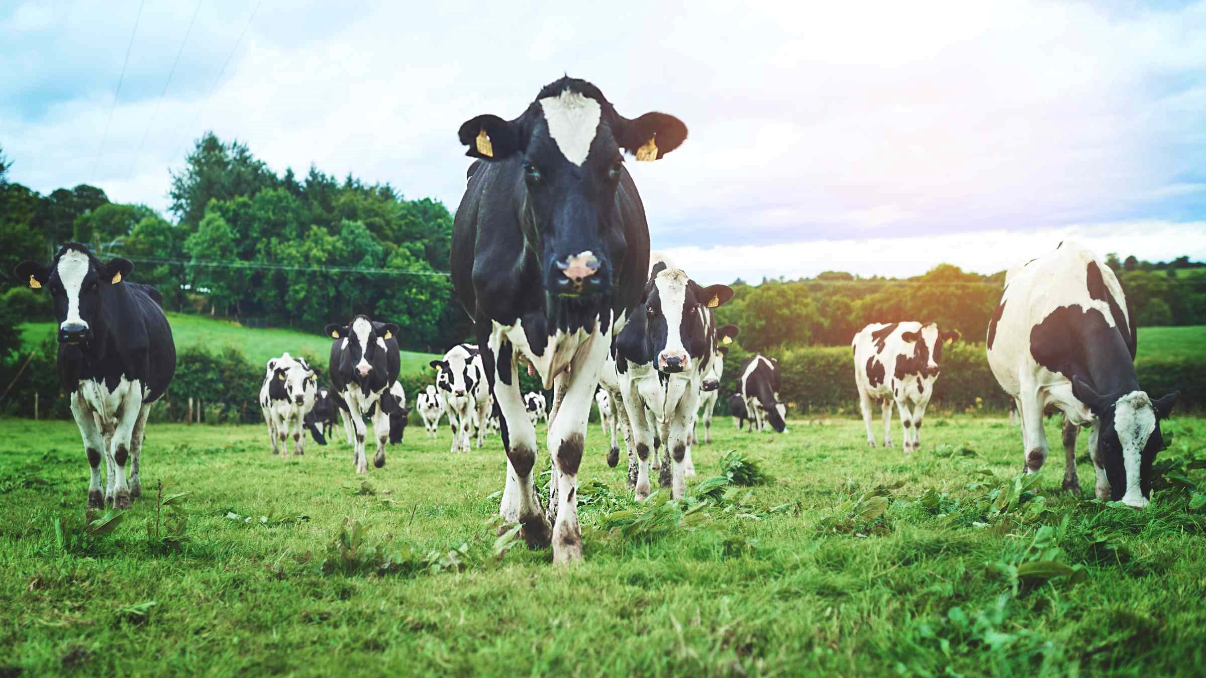 GEA helps dairy cows avoid lameness with AI solution