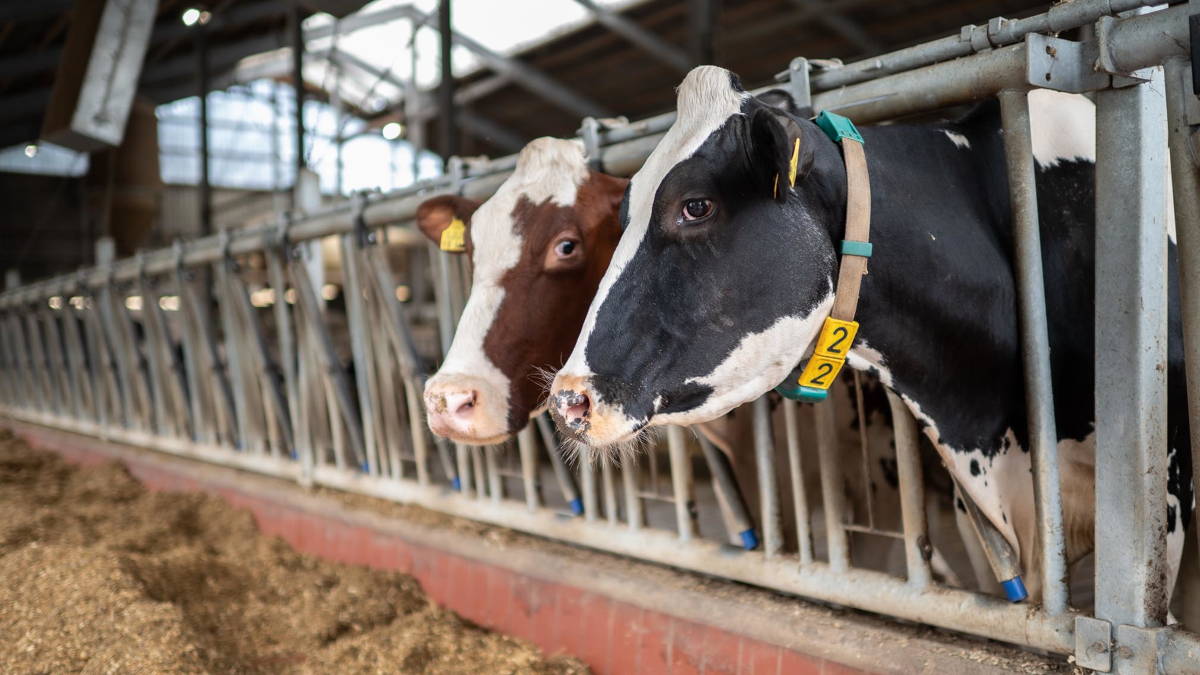 Dairy cows at the feeding table