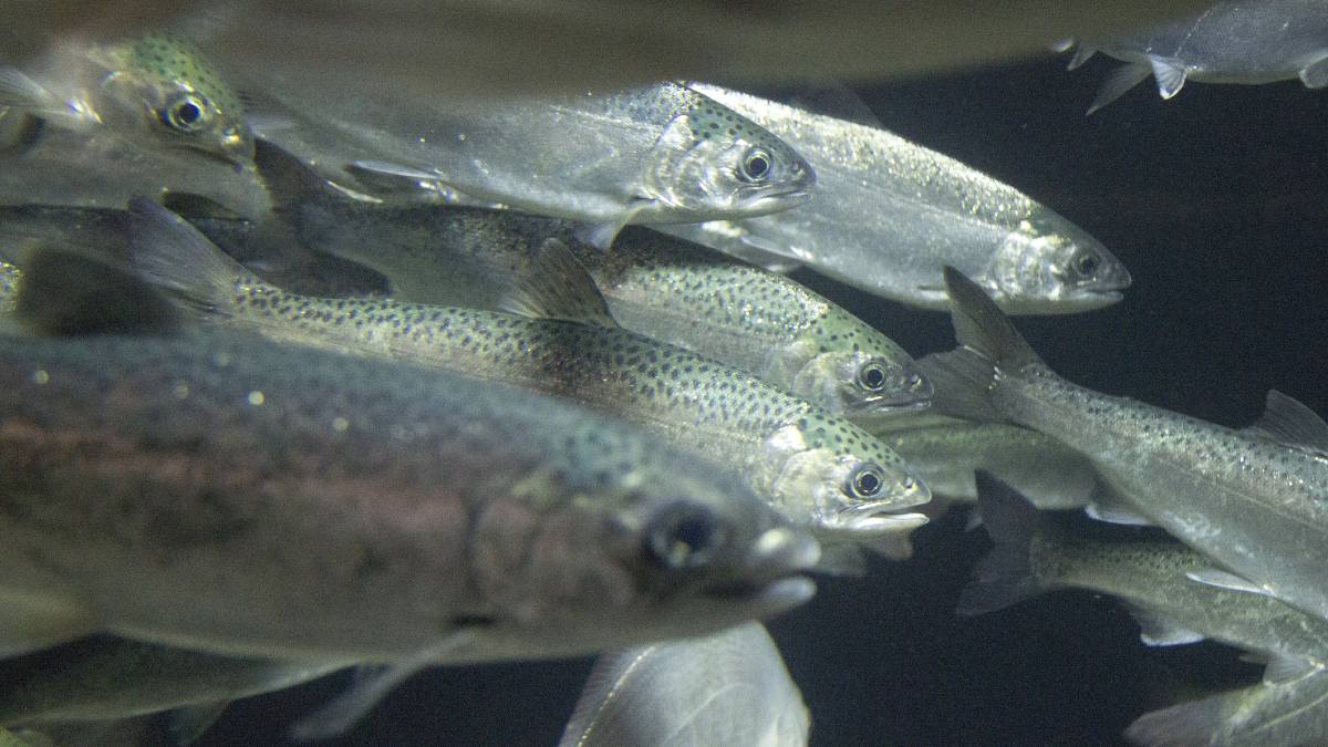 Fish