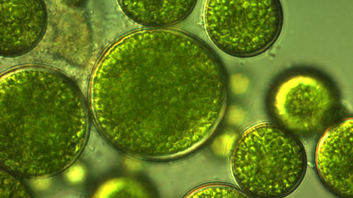 Unlocking algae’s potential in the age of alternatives