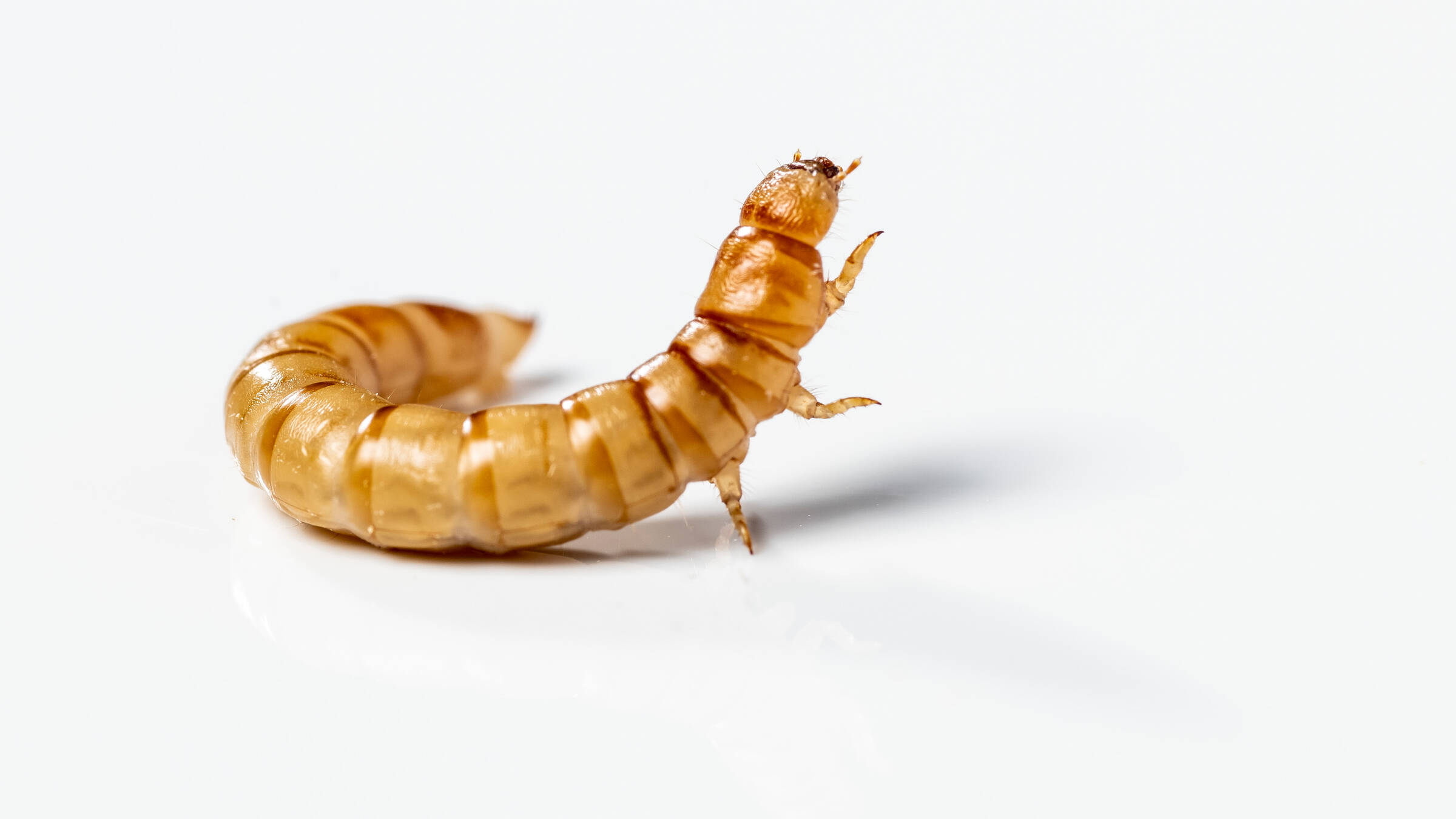 Insects for future – a small solution to a big challenge