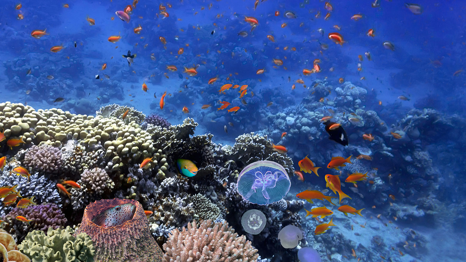 Protecting Seas & Oceans