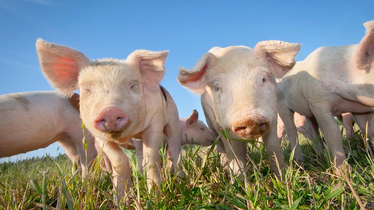 Pigs