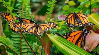 Biodiversität
