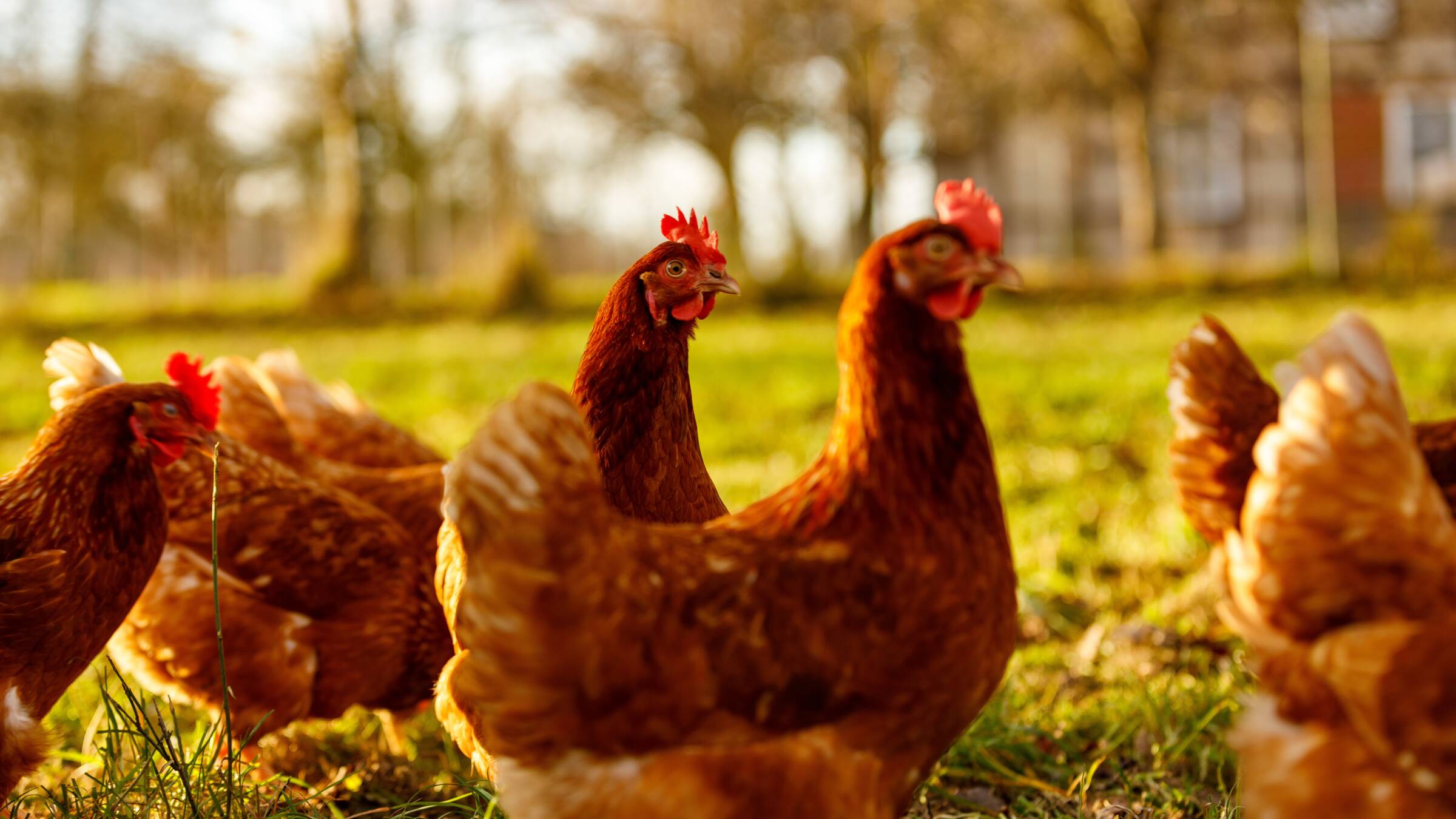 Animal fats and proteins