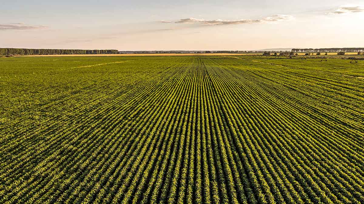 Make plant proteins your business