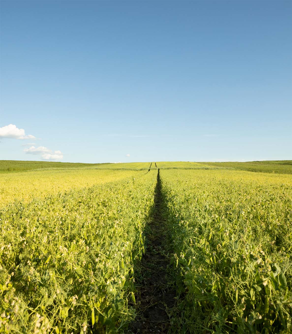 Plant-based protein process line image