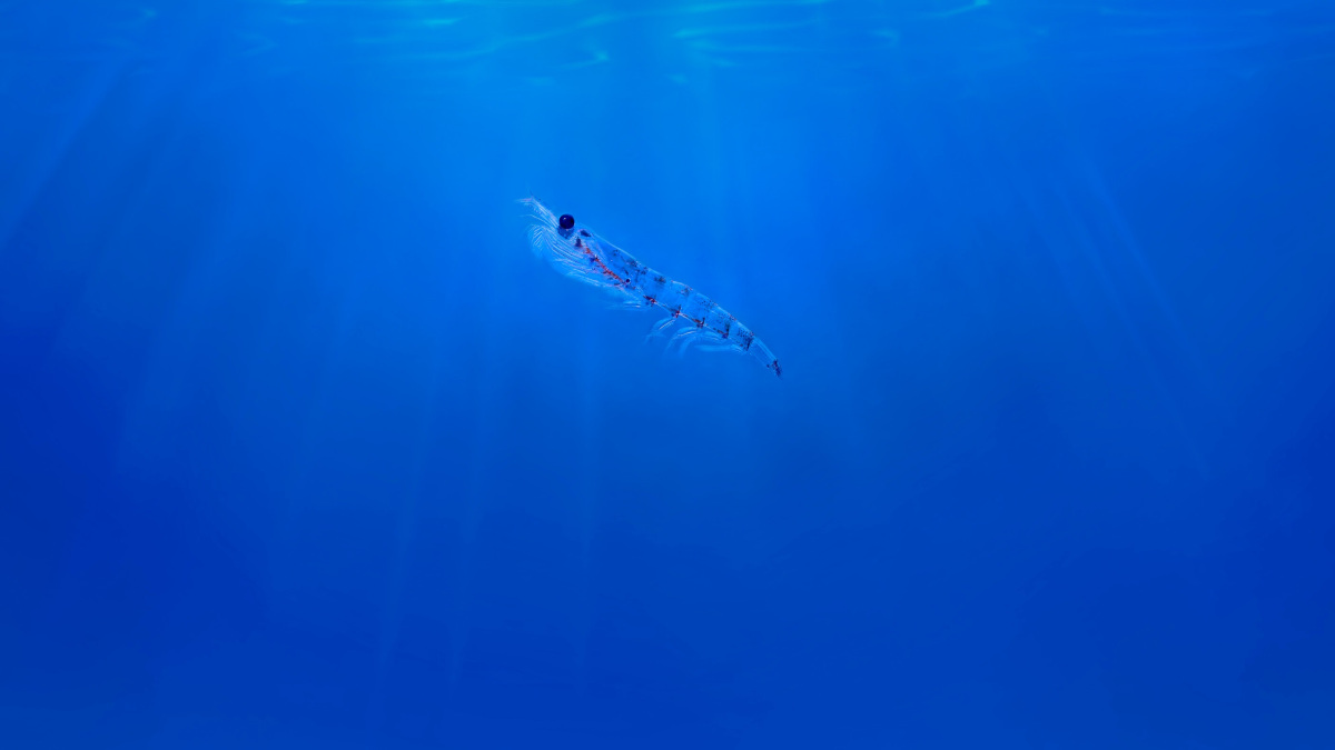 Krill are small crustaceans of the order Euphausiacea from which protein products can be derived. Their unique phospholipid-bound omega-3 fatty acids in krill may help reduce the risk of various civilization diseases, including heart and brain problems. Image: Aker BioMarine