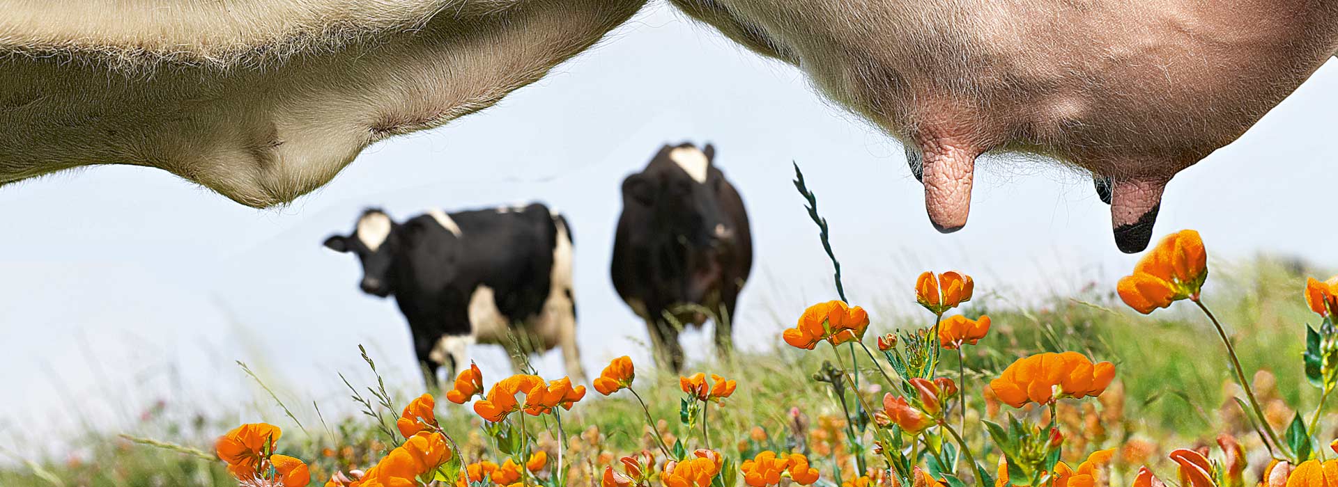 DairyService Animal Hygiene