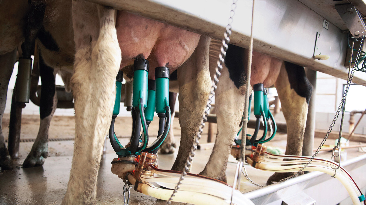 ApolloMilkSystem – Automated Teat Dipping and Backflushing Milking Unit