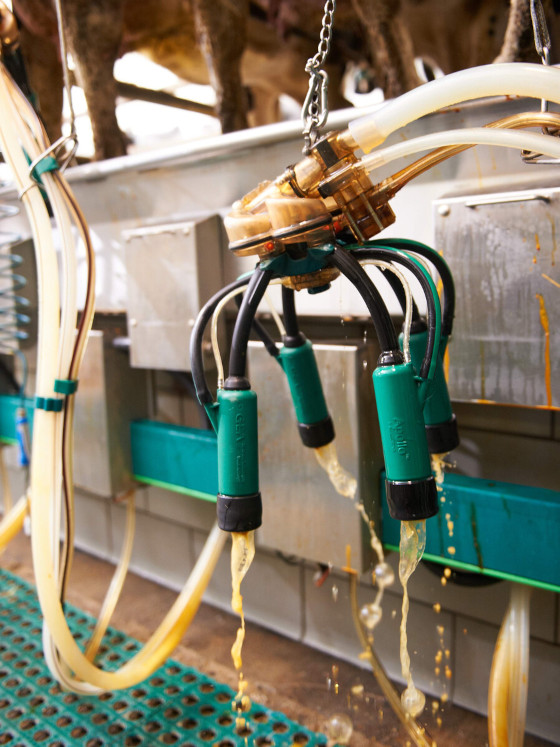 ApolloMilkSystem – Automated Teat Dipping and Backflushing Milking Unit