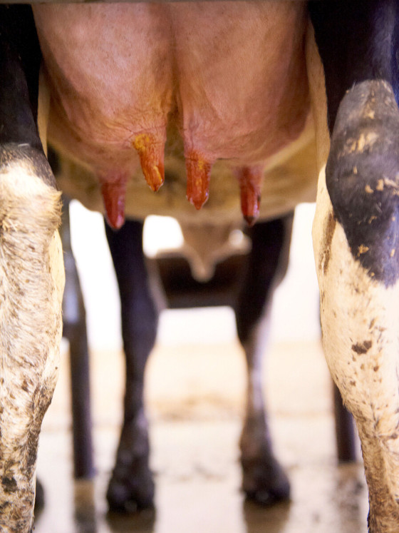 ApolloMilkSystem - وحدة الحلب ذات الغمس الآلي والتنظيف الارتجاعي