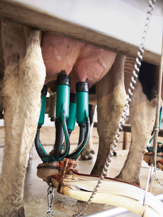 ApolloMilkSystem - وحدة الحلب ذات الغمس الآلي والتنظيف الارتجاعي