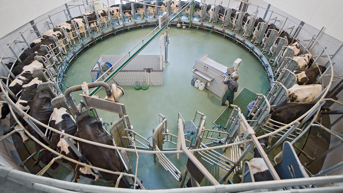 GEA’s internal rotary parlors are popular concepts for medium-sized herds