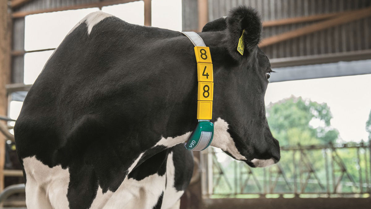 DairyFarming CowScout Neck