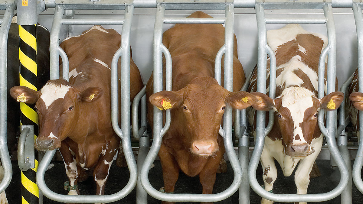 Side-by-Side Parlor - Global 90i