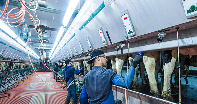 FutureCow Teat Prep System Scrubber Teat Treatment