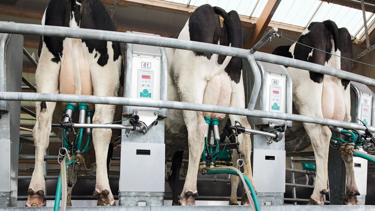 Rotary milking parlor AutoRotor PerFormer