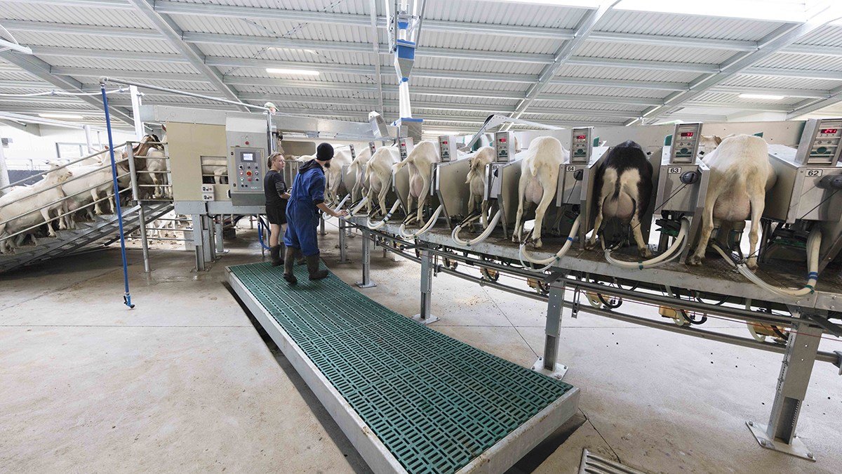 Sheep and goat rotary milking parlour external