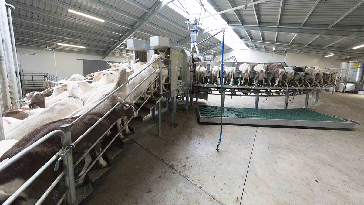 Sheep and goat rotary milking parlour external