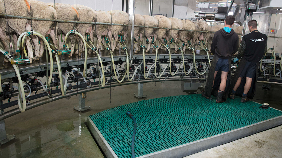 SHEEP AND GOAT ROTARY MILKING PARLOUR