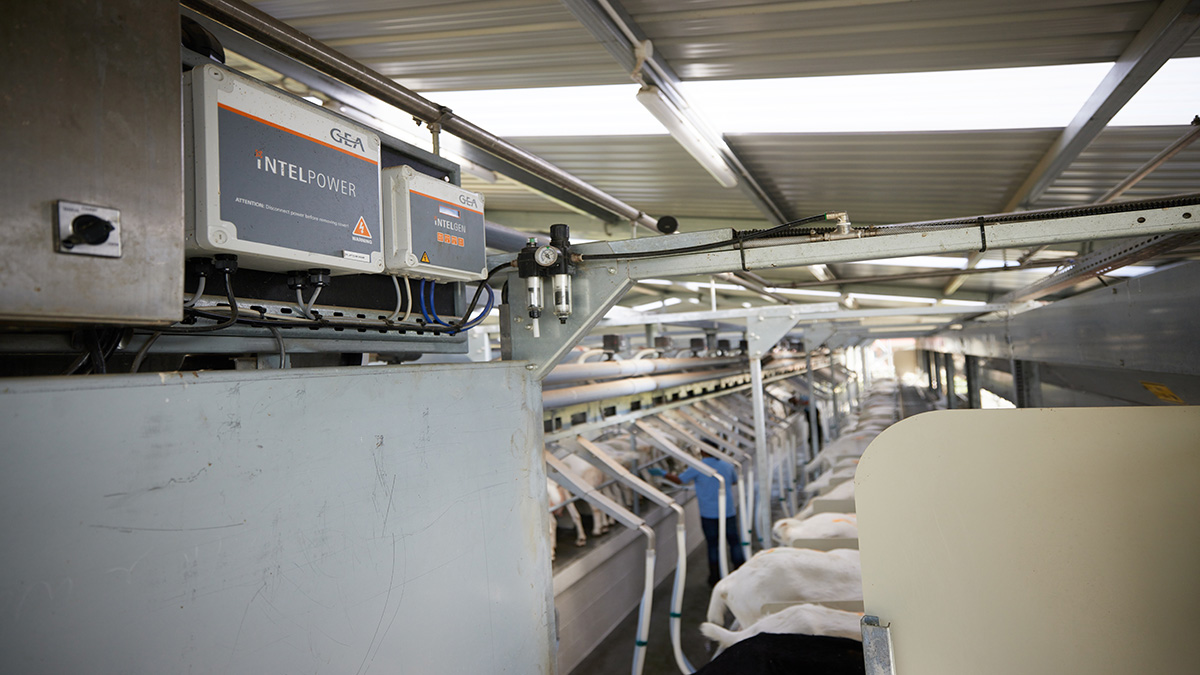 Milking goat - Swing-over  parlour