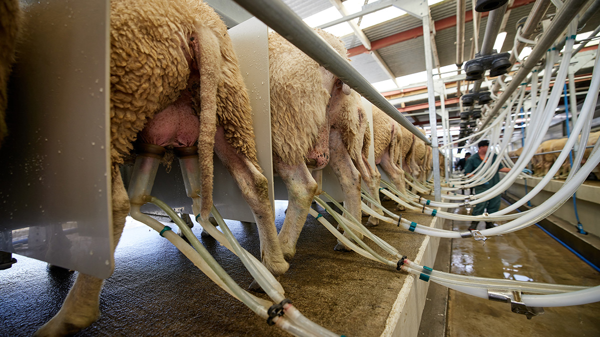 Milking sheep - basic high-line  configuration