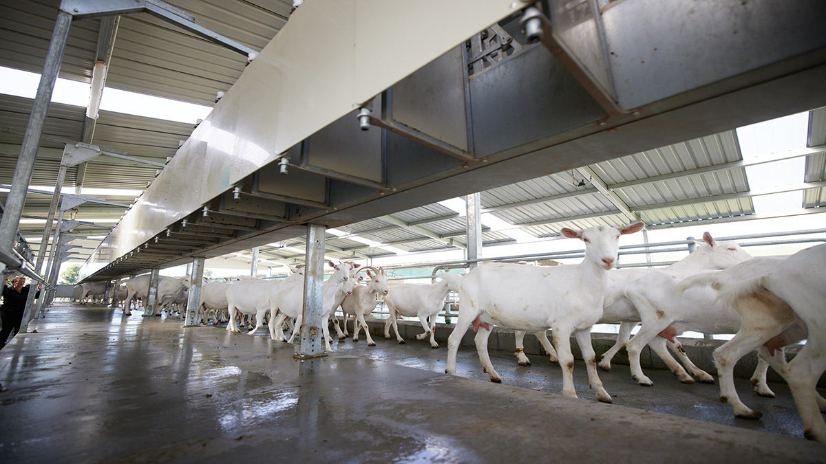 Rapid exit gates for a completely  open exit area