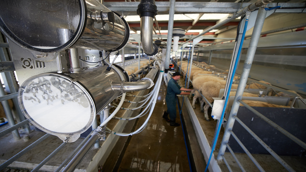 SR Rapid Exit suitable for sheep and  goat milking operations