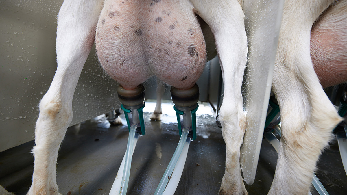 TopFlow Cluster without claw for  ultimate cup alignment