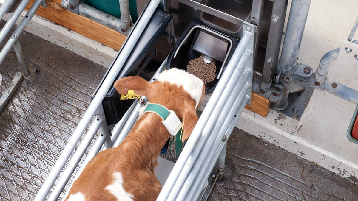 DairyFeed J 1000 Kraftfutterautomat