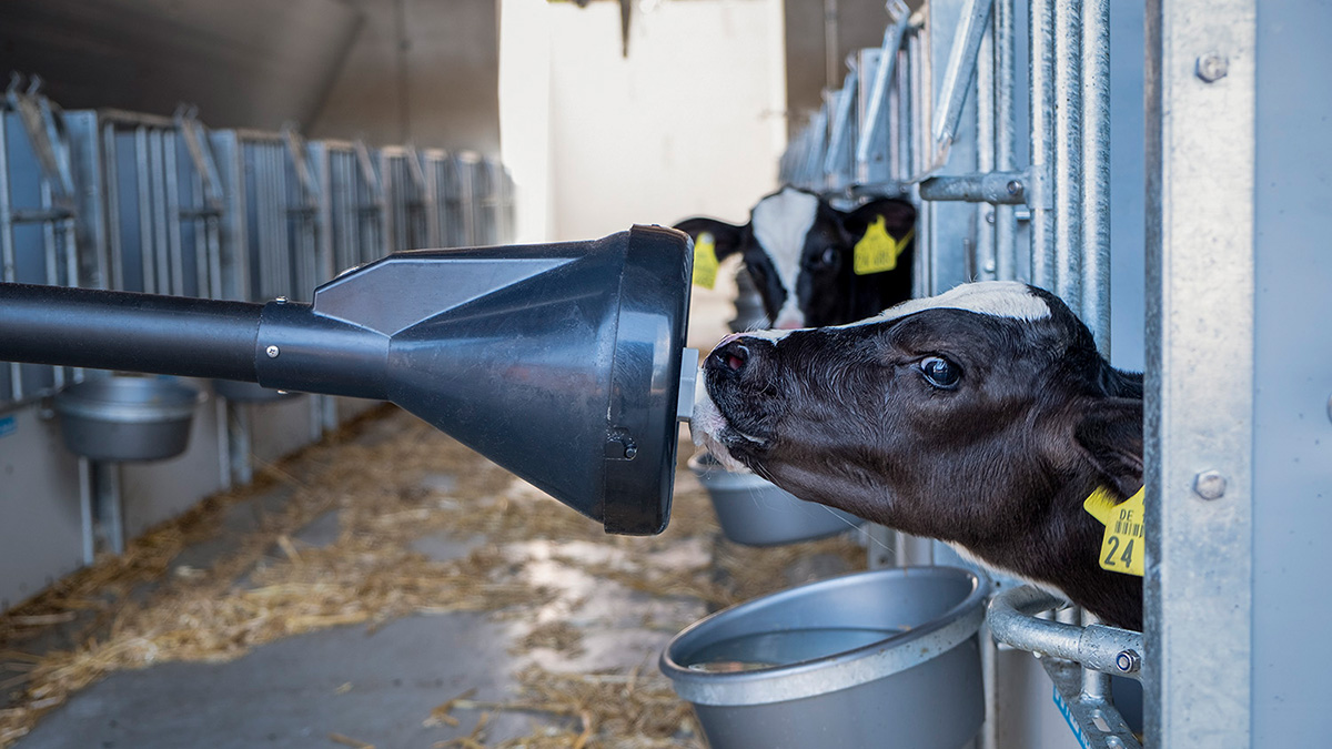 GEA DairyFeed F4660 - Automatische Fütterung für Einzelhaltung