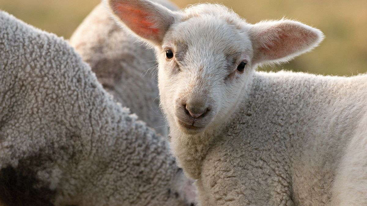 وحدة تغذية العجول DairyFeed