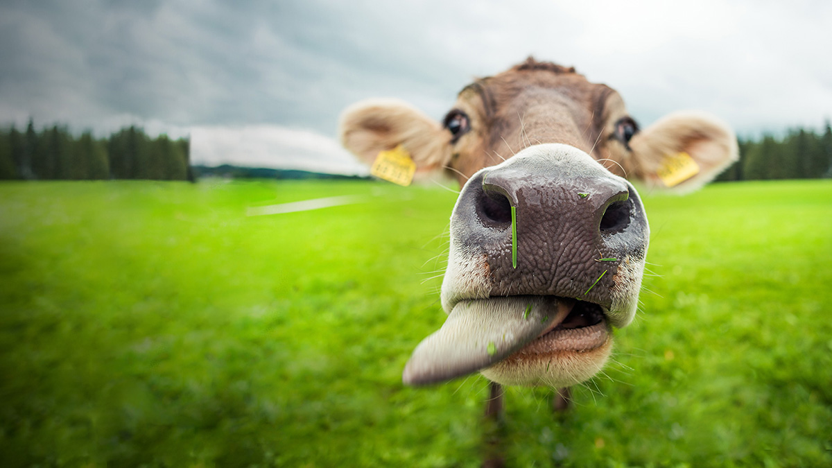 DairyNet - module add-on