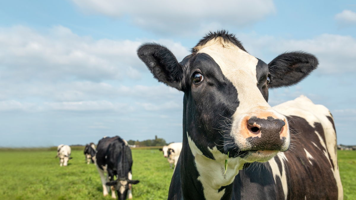 DairyNet - Module Feeding