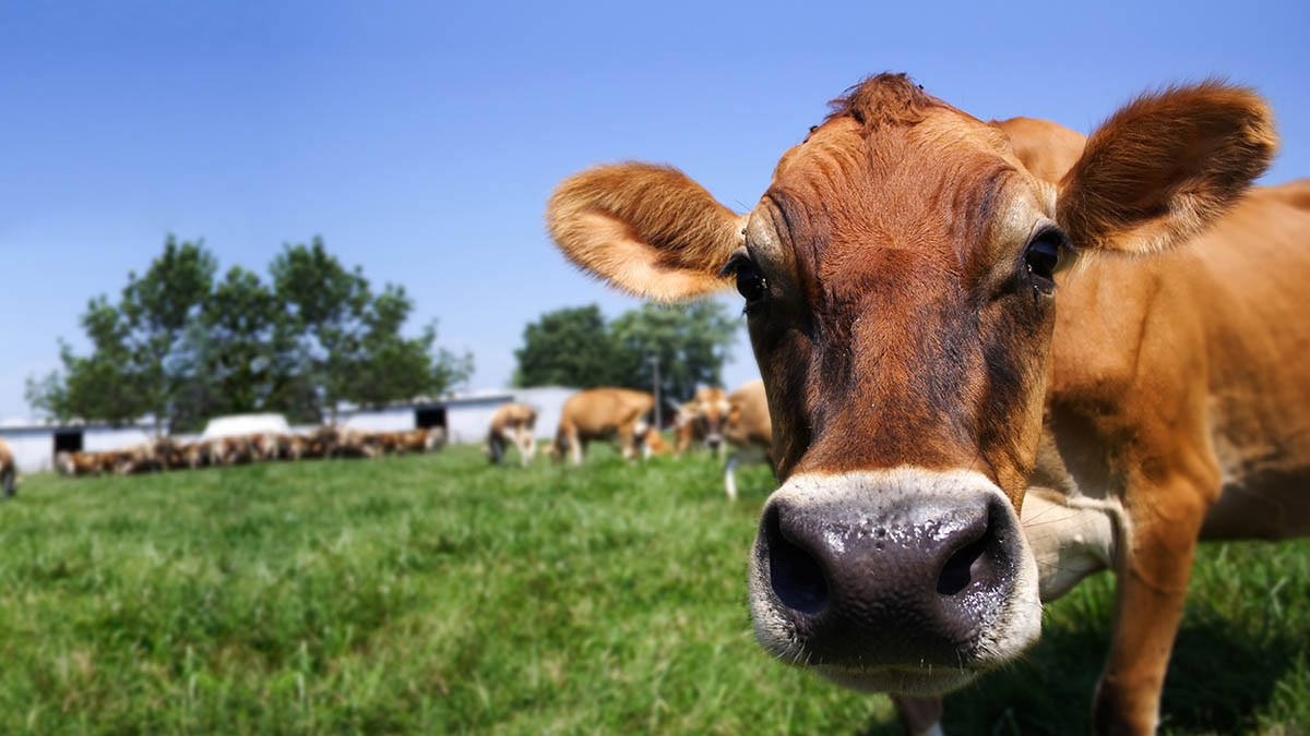 DairyNet - Module Herd