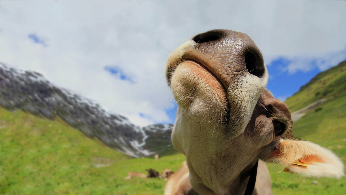 DairyNet - Module Sorting