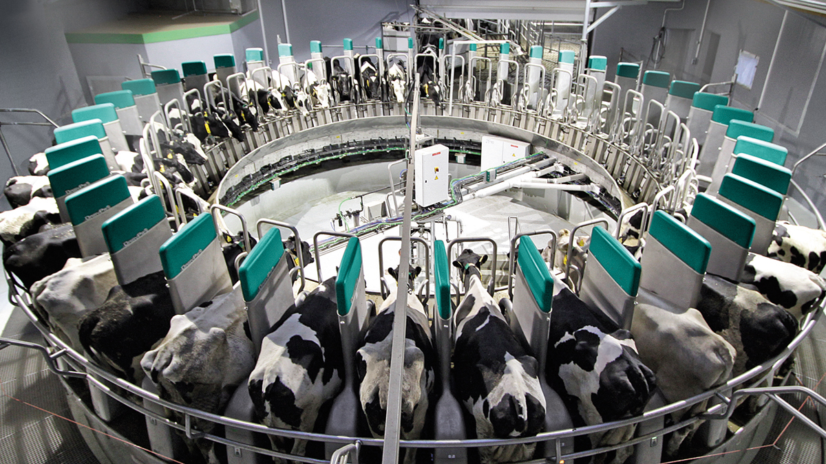GEA DairyProQ – automated rotary milking parlor for herds of 600 cows onwards